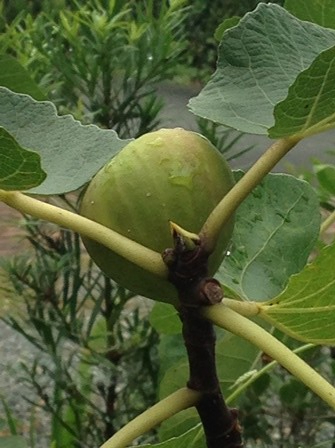 Fig2